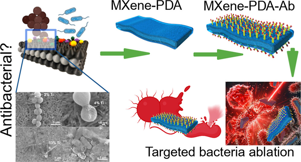 An in-depth analysis of the intrinsic antibacterial activity and photothermal therapeutic potential of MXene nanosheets